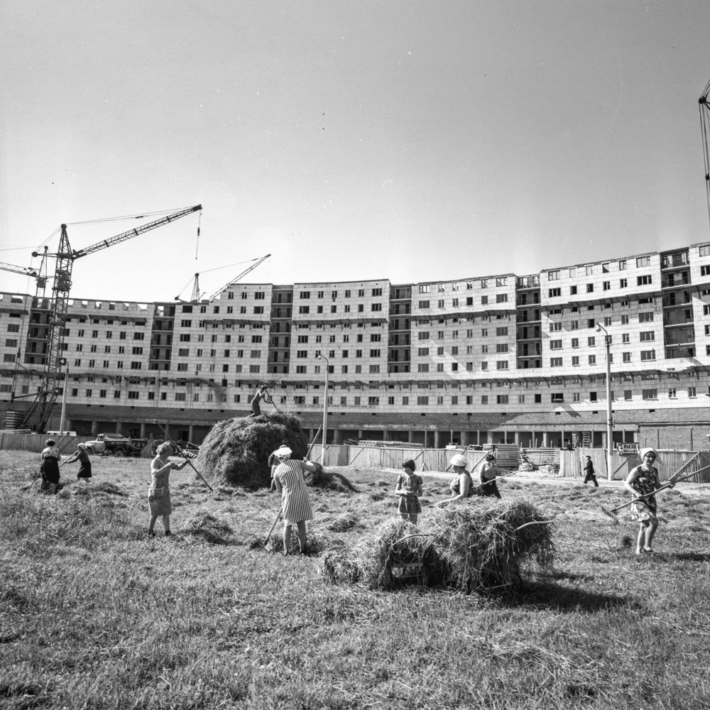 Сенокос на фоне строительства дома на пр. Морском | Строительство. 1978 г., г.Северодвинск. Фото #C7370.