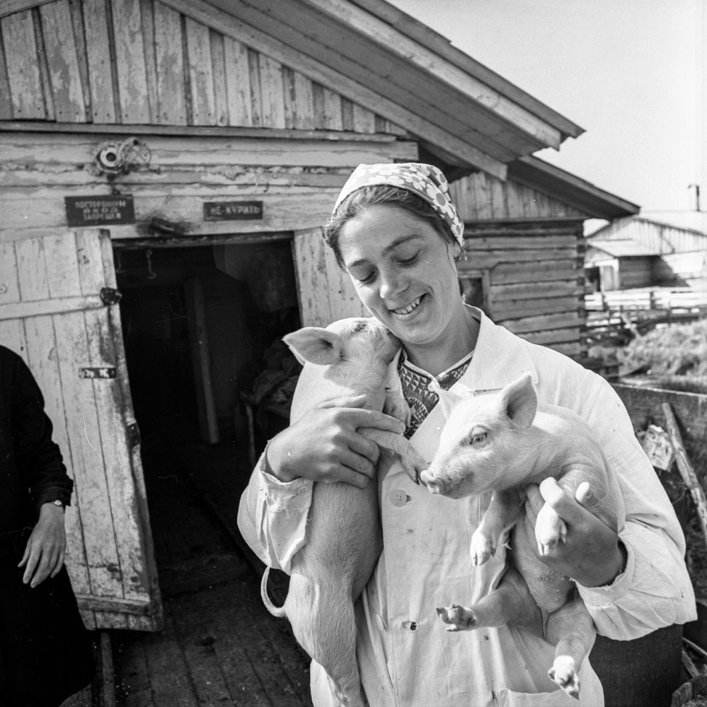 Свиноводческий комплекс | Предприятия. 1978 г., г.Северодвинск. Фото #C6162.