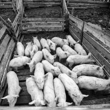 Свиноводческий комплекс | Предприятия. 1978 г., г.Северодвинск. Фото #C14185.