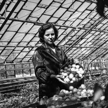 Урожай помидоров | Предприятия. 1978 г., г.Северодвинск. Фото #C7200.