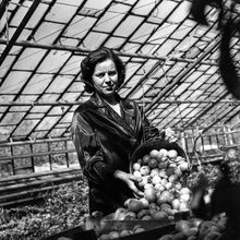 Урожай помидоров | Предприятия. 1978 г., г.Северодвинск. Фото #C7201.