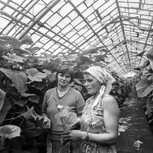 В теплице | Предприятия. 1978 г., г.Северодвинск. Фото #C7418.