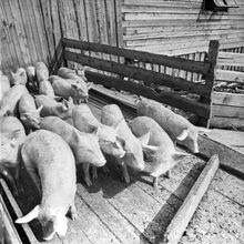 На свиноводческом комплексе | Предприятия. 1978 г., г.Северодвинск. Фото #C7419.