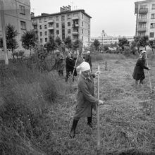 работники ЖКХ на сенокосе газонов | ЖКХ. 1979 г., г.Северодвинск. Фото #C476.
