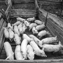 свиньи в подсобном хозяйстве одного из предприятий города | Предприятия. 1979 г., г.Северодвинск. Фото #C1026.