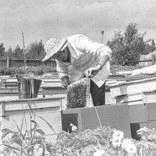 Пчеловод на пасеке | Предприятия. 1979 г., г.Северодвинск. Фото #C2487.