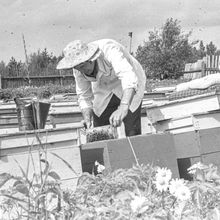 Пчеловоды на пасеке | Предприятия. 1979 г., г.Северодвинск. Фото #C2488.