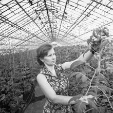 Овощевод тепличного хозяйства | Предприятия. 1979 г., г.Северодвинск. Фото #C10393.