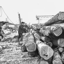 работники деревообрабатывающего предприятия около бревен | Предприятия. 1979 г., г.Северодвинск. Фото #C1053.