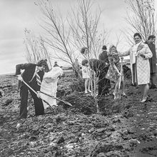 Посадка деревьев молодоженами | Горожане. 1980 г., г.Северодвинск. Фото #C4056.