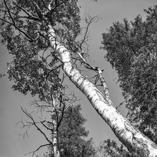 Дерево | Виды города. 1980 г., г.Северодвинск. Фото #C3957.