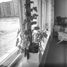 Огурцы на подоконнике в детском саду | Виды города. 1981 г., г.Северодвинск. Фото #C17018.
