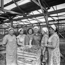 Овощеводы | Предприятия. 1981 г., г.Северодвинск. Фото #C12763.