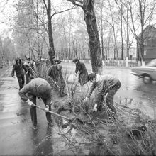 Озеленение | ЖКХ. 1982 г., г.Северодвинск. Фото #C9315.