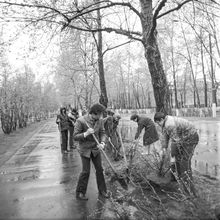 Озеленение | ЖКХ. 1982 г., г.Северодвинск. Фото #C9316.