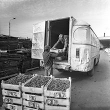 Разгрузка винограда | Торговля. 1982 г., г.Северодвинск. Фото #C14670.