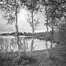 Лесной пейзаж | Виды города. 1982 г., г.Северодвинск. Фото #C9685.