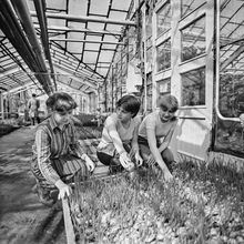 Выращивание зеленого лука | Предприятия. 1982 г., г.Северодвинск. Фото #C9737.