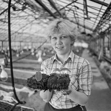 В теплице | Предприятия. 1982 г., г.Северодвинск. Фото #C14737.