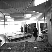 Отдел ковров | Торговля. 1984 г., г.Северодвинск. Фото #C1241.
