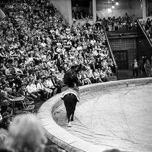 Цирковое выступление | Культура. 1987 г., г.Северодвинск. Фото #C10868.