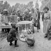 Выставка голубей в парке | Культура. 1987 г., г.Северодвинск. Фото #C8158.