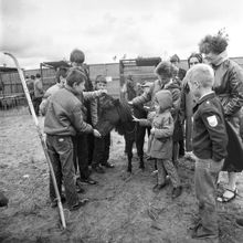 В передвижном зверинце | Культура. 1987 г., г.Северодвинск. Фото #C8214.