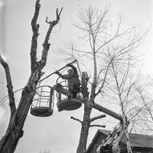 Обрезка деревьев с автовышки | ЖКХ. 1987 г., г.Северодвинск. Фото #C13390.
