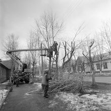 Обрезка деревьев с автовышки | ЖКХ. 1987 г., г.Северодвинск. Фото #C13392.