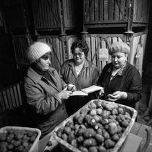 В овощехранилище | Торговля. 1987 г., г.Северодвинск. Фото #C11421.