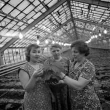 Овощеводы | Предприятия. 1987 г., г.Северодвинск. Фото #C13856.