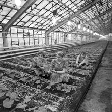 Овощеводы | Предприятия. 1987 г., г.Северодвинск. Фото #C13858.