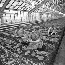 Овощеводы | Предприятия. 1987 г., г.Северодвинск. Фото #C13859.