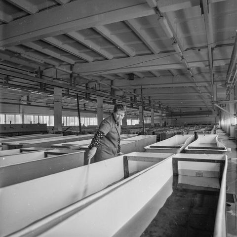 Солзенский рыбзавод | Предприятия. 1987 г., г.Северодвинск. Фото #C14966.