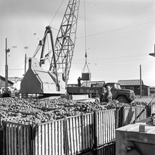 Перевозка картошки | Транспорт. 1970-e гг., г.Северодвинск. Фото #C9789.