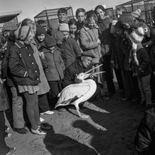В зоопарке | Дети. 1970-e гг., г.Северодвинск. Фото #C9837.