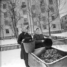 Пищевые отходы | ЖКХ. 1980-e гг., г.Северодвинск. Фото #C16287.