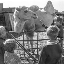 На заднем дворе цирка. Дети и верблюд | Горожане. 1980-e гг., г.Северодвинск. Фото #C4286.