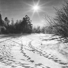 Солнце в зимнем лесу | Виды города. 1990-e гг., г.Северодвинск. Фото #C7995.
