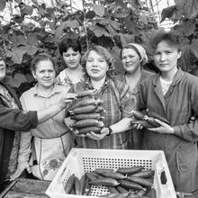 Урожай свежих огурцов  | Предприятия. 1990-e гг., г.Северодвинск. Фото #C13995.