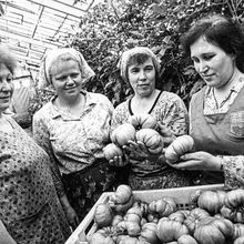 Звено овощеводов с урожаем томатов | Предприятия. None, г.Северодвинск. Фото #C7038.
